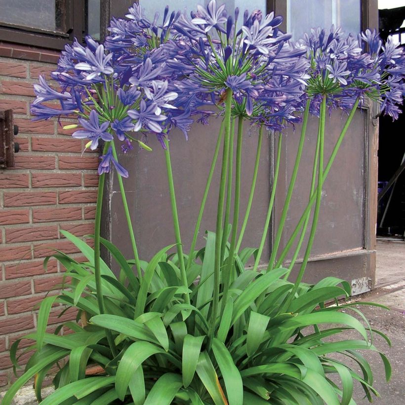 Agapanthus Blue Giant - Afrikaanse lelie (Plant habit)