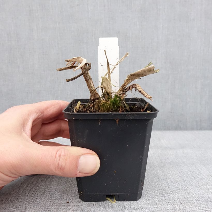 Example of Agapanthus Blue Giant - Afrikaanse lelie Kweekpotje van 8/9 cm as you get in hiver