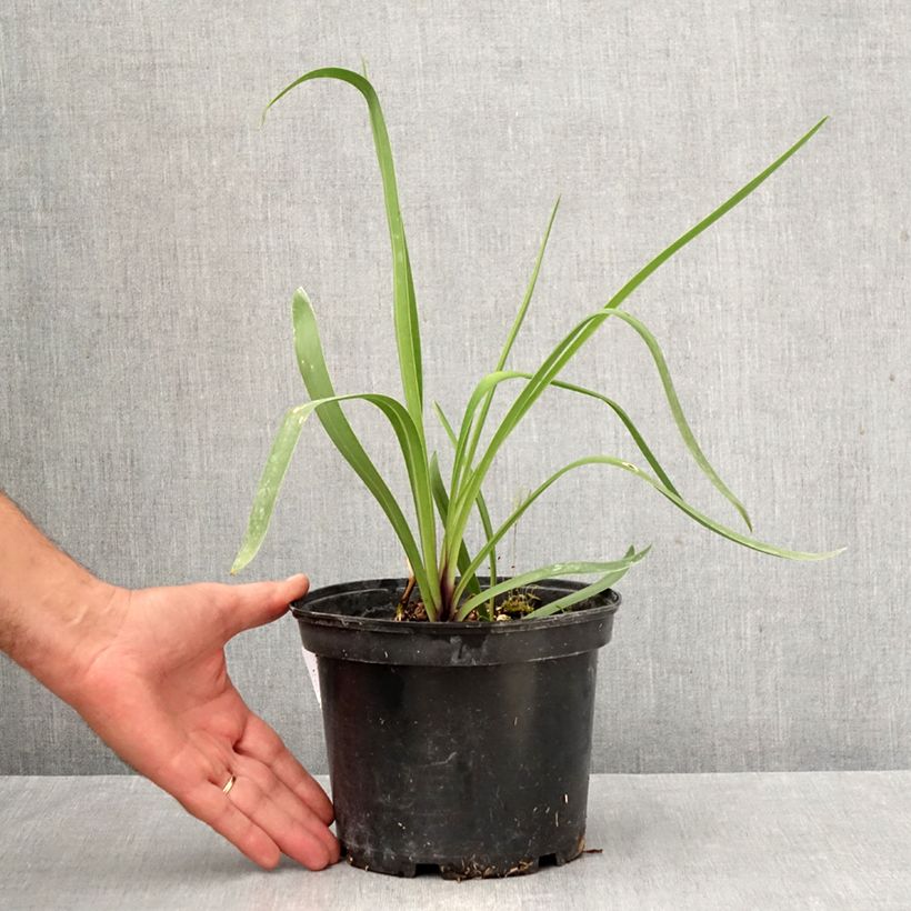 Exemplaar van Agapanthus Blue Infinity - Afrikaanse lelie Pot van 2 l/3 l zoals geleverd in de herfst