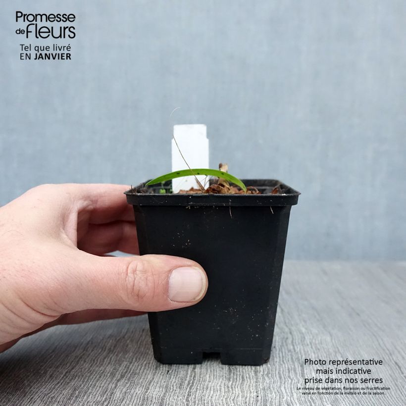 Example of Agapanthe Blue Triumphator Kweekpotje van 8/9 cm as you get in hiver