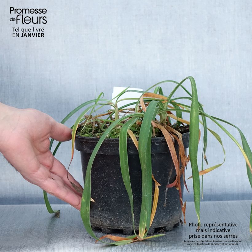 Example of Agapanthe Blue Triumphator Pot van 2 l/3 l as you get in hiver