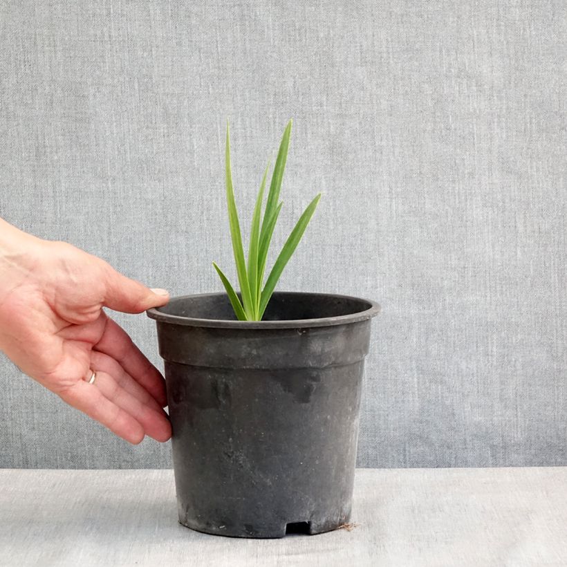 Exemplaar van Agapanthus Blue Velvet - Afrikaanse lelie Pot van 2 l/3 l zoals geleverd in de lente