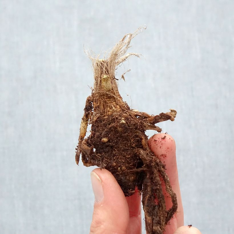 Exemplaar van Agapanthus Blue Velvet - Afrikaanse lelie Naakte wortel zoals geleverd in de winter