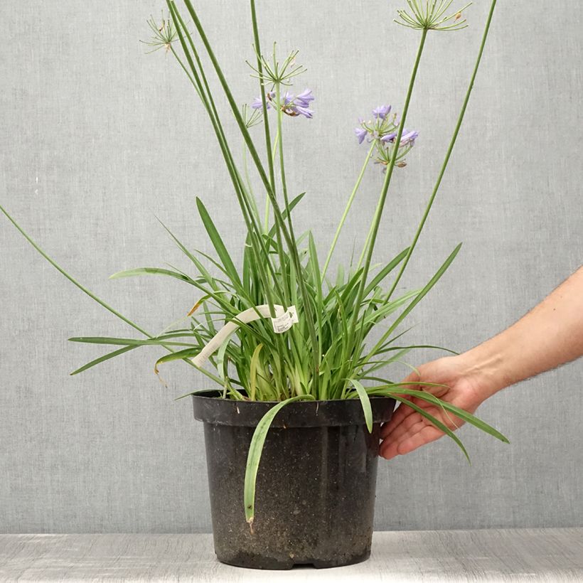 Exemplaar van Agapanthus Bluestorm - Afrikaanse lelie Pot van 7,5 l/10 l zoals geleverd in de zomer