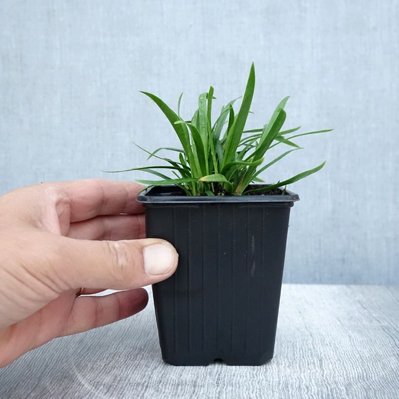 Exemplaar van Agapanthus Blush Pink - Afrikaanse lelie Kweekpotje van 8/9 cm zoals geleverd in de zomer