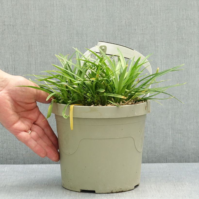 Exemplaar van Agapanthus Blush Pink - Afrikaanse lelie Pot van 3 l/4 l zoals geleverd in de lente