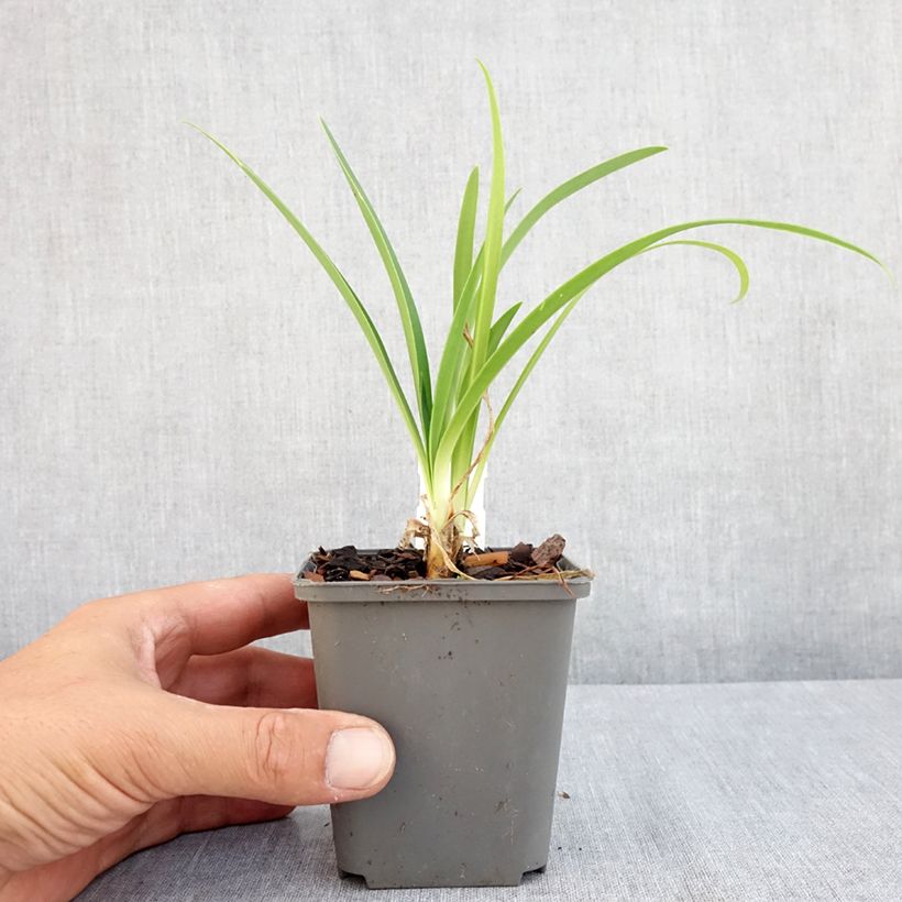 Exemplaar van Agapanthus campanulatus var albidus - Afrikaanse lelie Kweekpotje van 8/9 cm zoals geleverd in de zomer