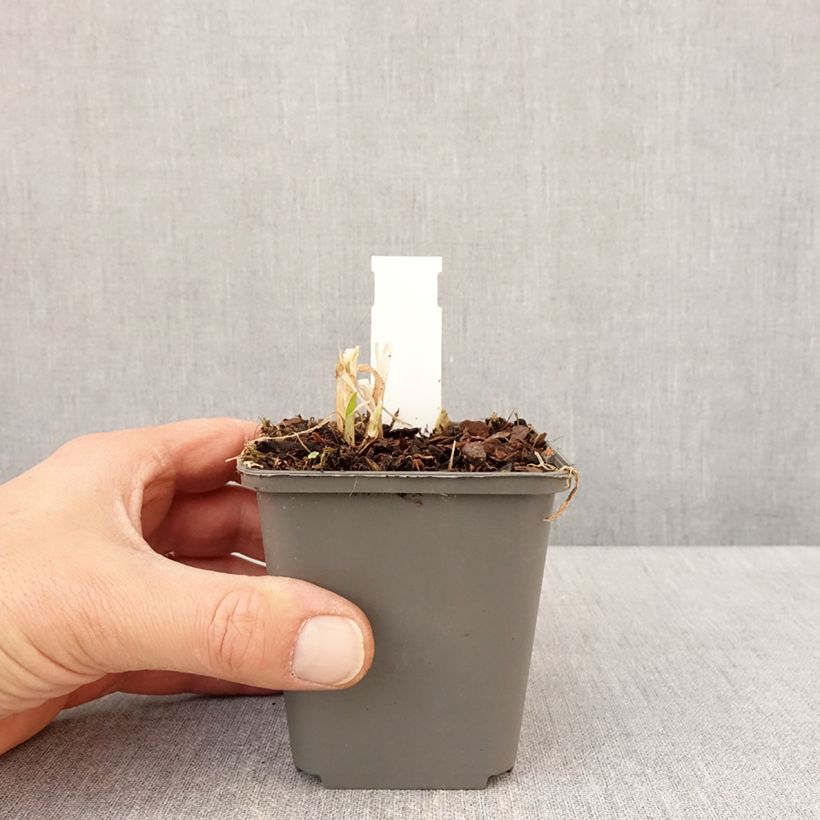 Exemplaar van Agapanthus campanulatus var albidus - Afrikaanse lelie Kweekpotje van 8/9 cm zoals geleverd in de lente