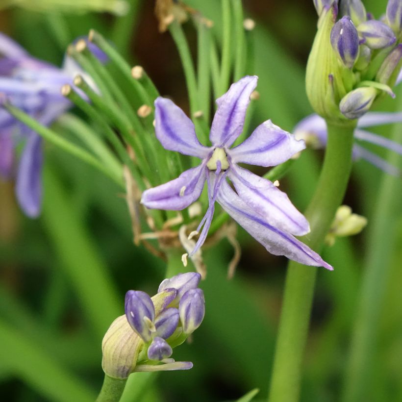 Agapanthus Charlotte - Afrikaanse lelie (Bloei)