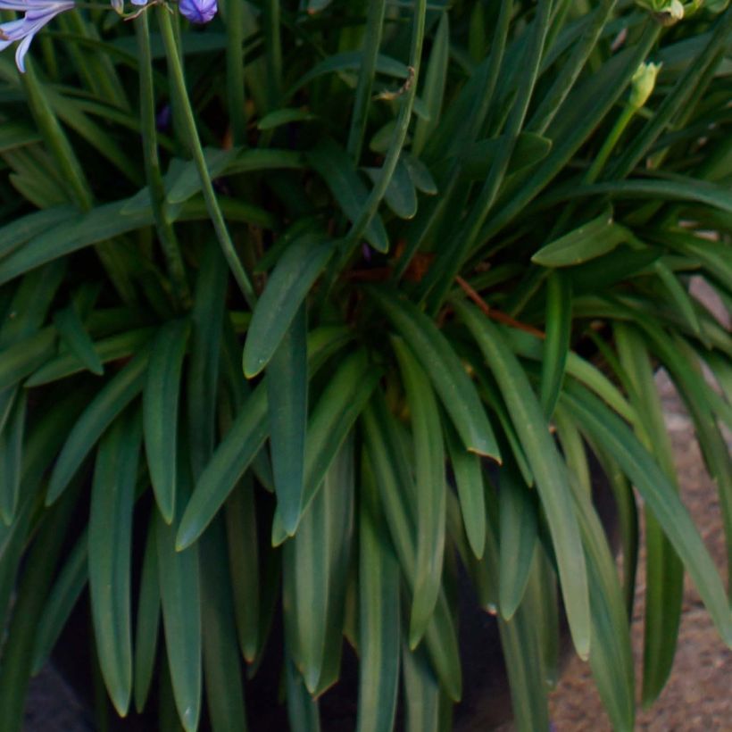 Agapanthus Charlotte - Afrikaanse lelie (Foliage)