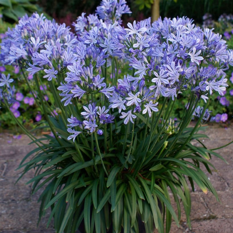 Agapanthus Charlotte - Afrikaanse lelie (Plant habit)