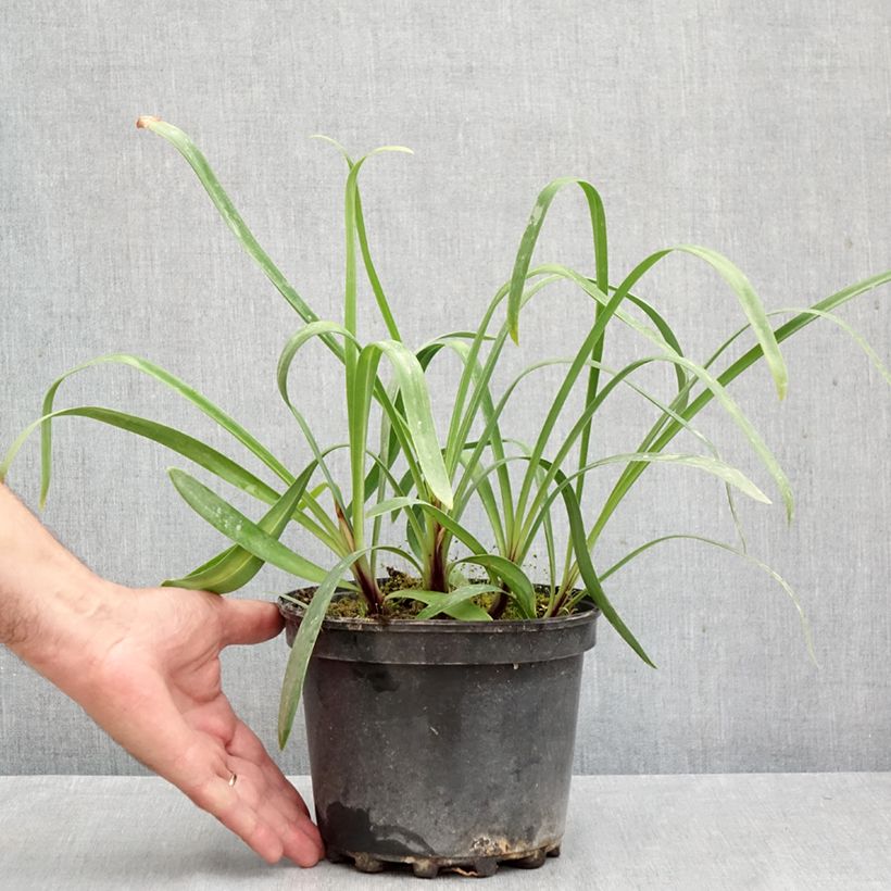 Exemplaar van Agapanthus Docteur Brouwer - Afrikaanse lelie Pot van 2 l/3 l zoals geleverd in de herfst