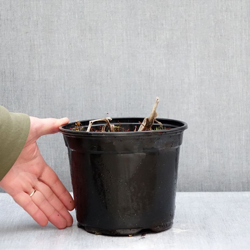 Example of Agapanthe Docteur Brouwer Pot van 2 l/3 l as you get in hiver