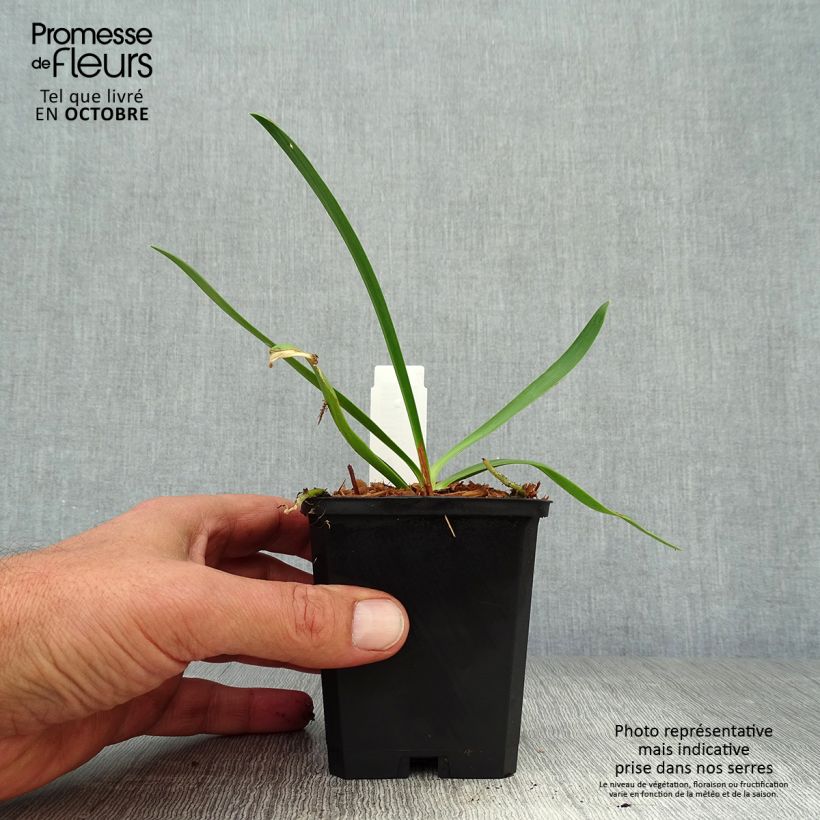 Exemplaar van Agapanthus Donau - Afrikaanse lelie Kweekpotje van 8/9 cm zoals geleverd in de herfst