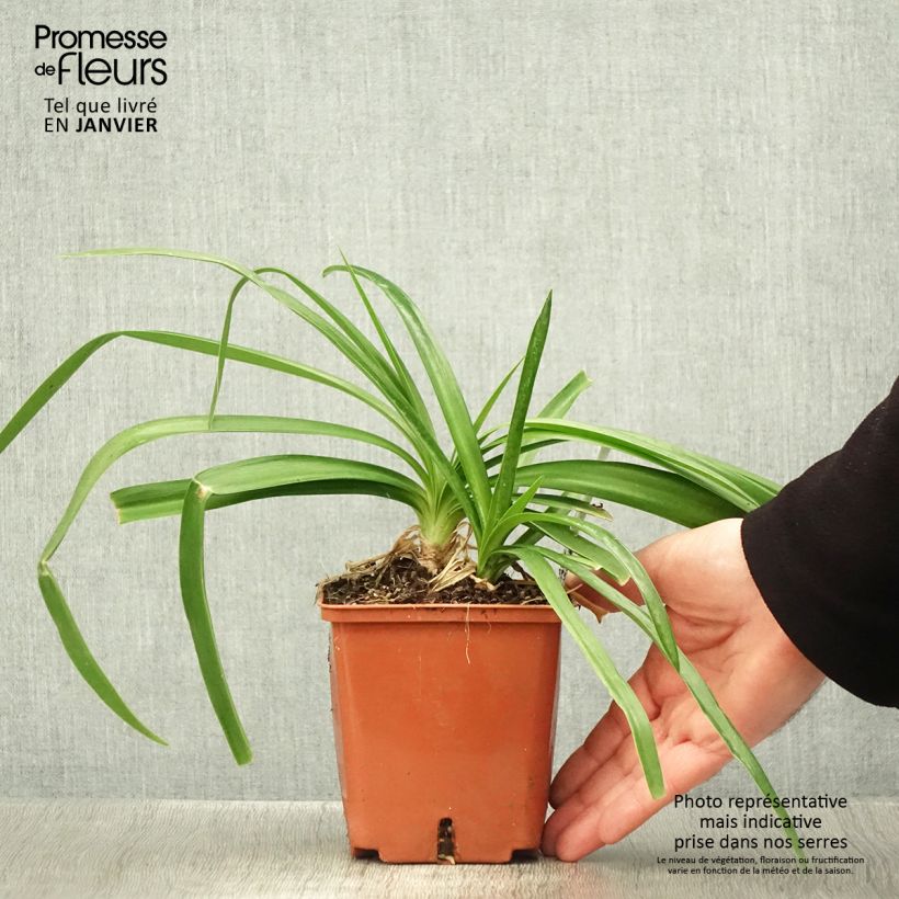 Example of Agapanthe Enigma Pot van 1 l/1,5 l as you get in hiver