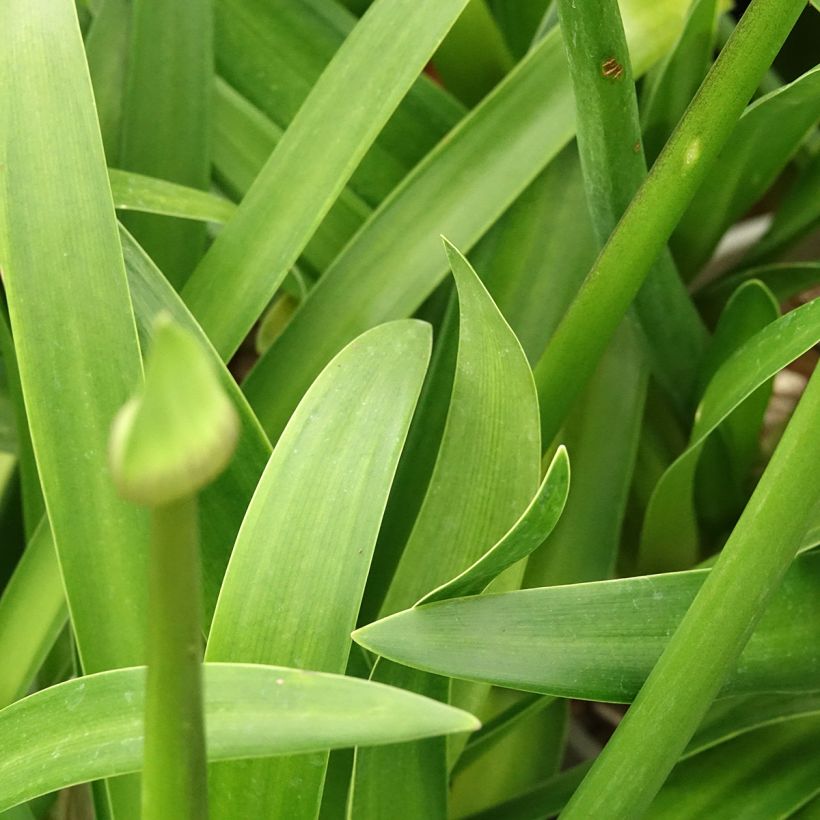 Agapanthus Everpanthus Midnight Moon (Blad)