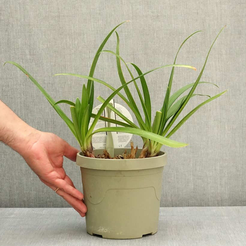 Exemplaar van Agapanthus Everpanthus Midnight Moon Pot van 3 l/4 l zoals geleverd in de lente