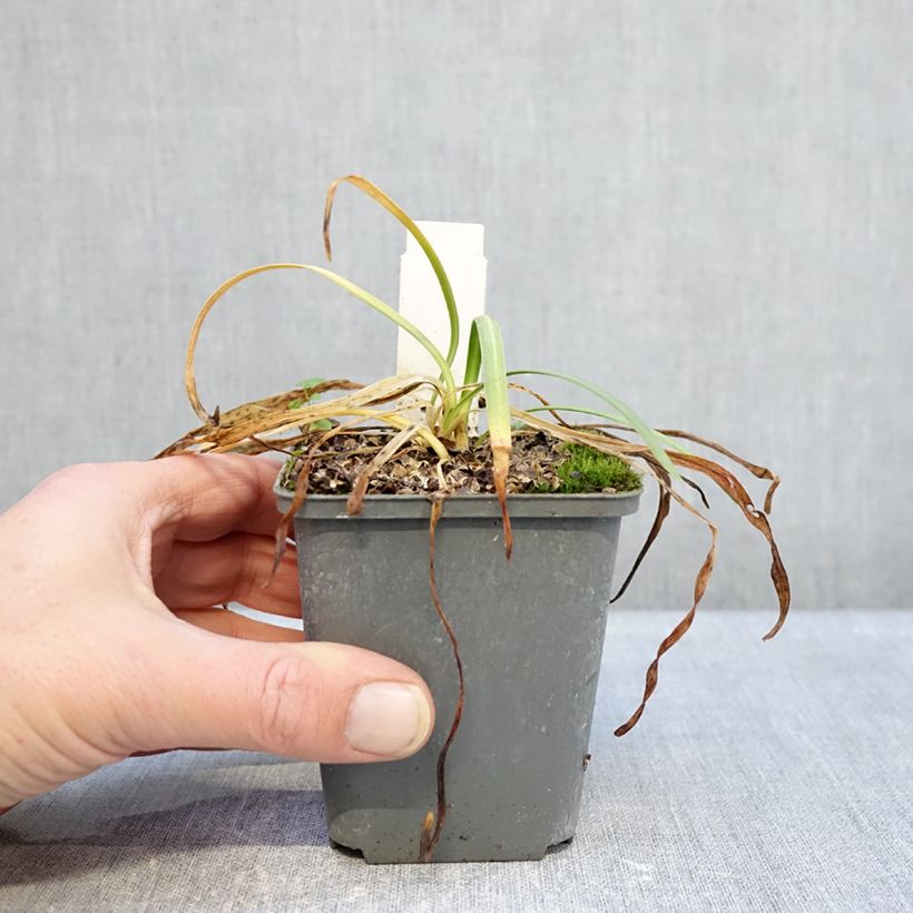 Example of Agapanthus Flower of Love - Afrikaanse lelie Kweekpotje van 8/9 cm as you get in hiver