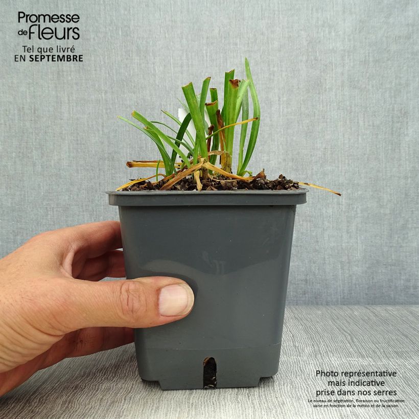 Exemplaar van Agapanthus Flower of Love - Afrikaanse lelie Pot van 1 l/1,5 l zoals geleverd in de herfst