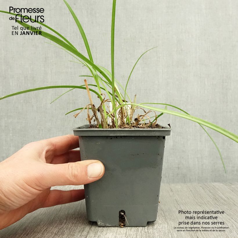 Example of Agapanthus Flower of Love - Afrikaanse lelie Pot van 1 l/1,5 l as you get in hiver