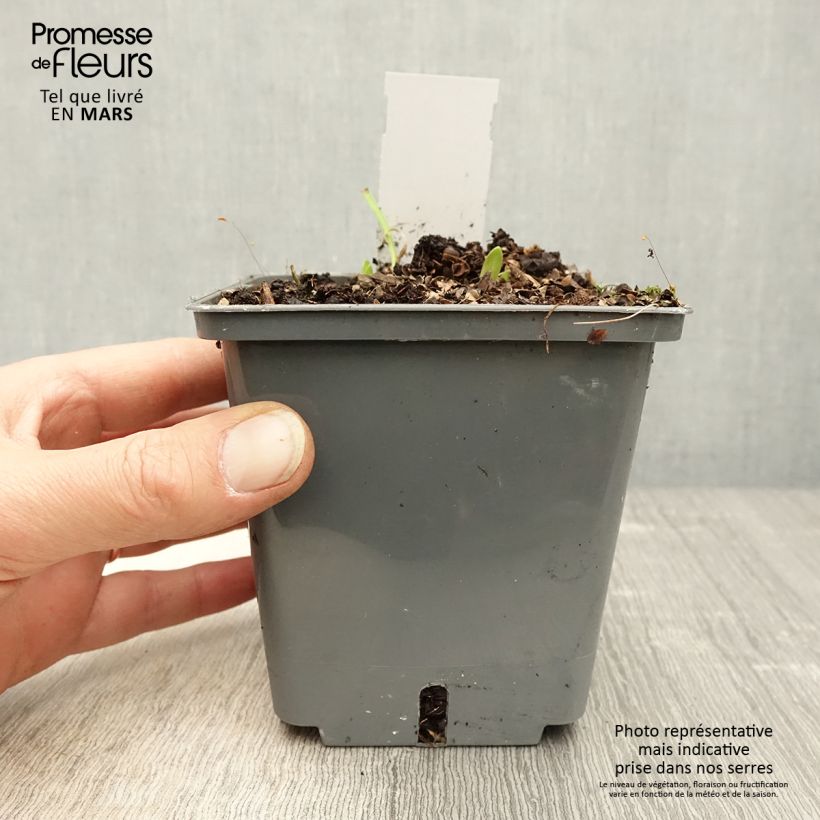 Exemplaar van Agapanthus Flower of Love - Afrikaanse lelie Pot van 1 l/1,5 l zoals geleverd in de lente