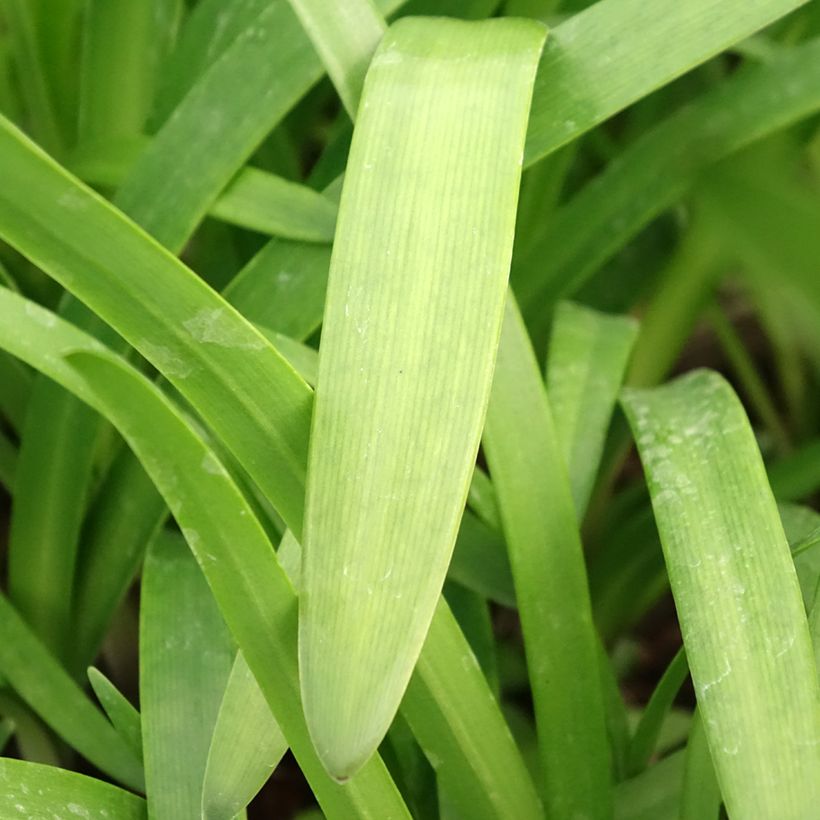 Agapanthus Glacier Stream - Afrikaanse lelie (Blad)
