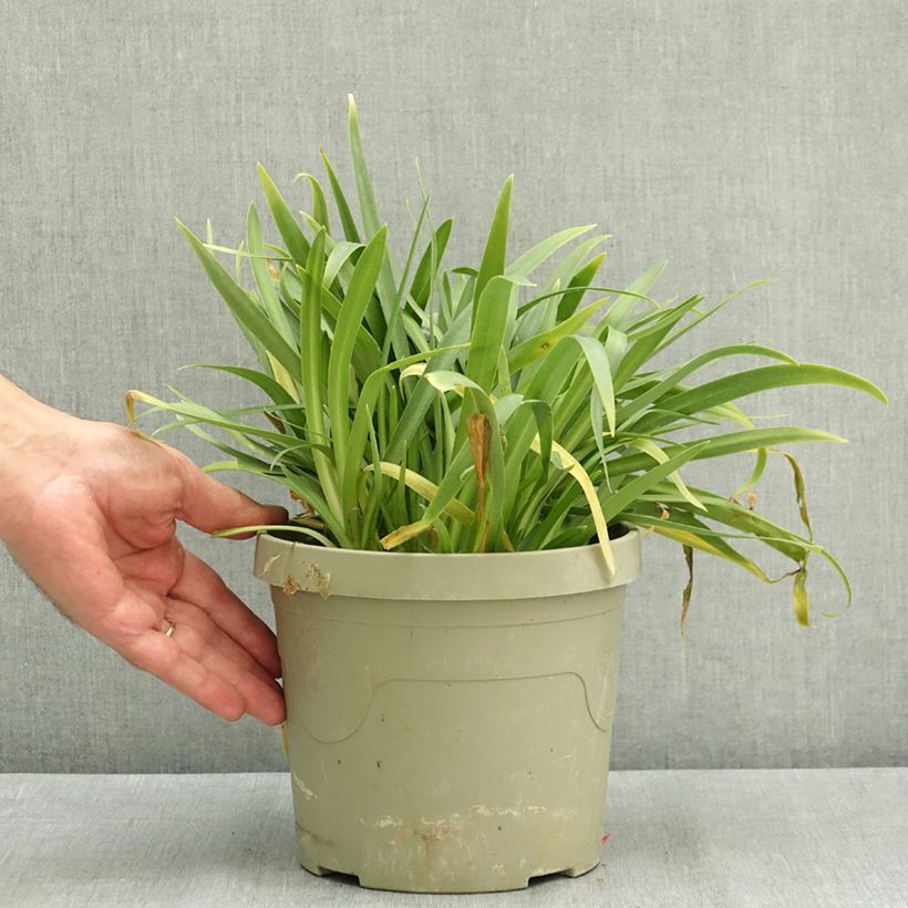 Exemplaar van Agapanthus  Ever White - Afrikaanse lelie Pot van 3 l/4 l zoals geleverd in de zomer