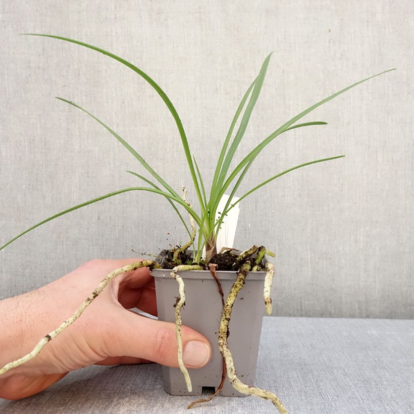 Exemplaar van Agapanthus  Fireworks - Afrikaanse lelie Kweekpotje van 8/9 cm zoals geleverd in de winter