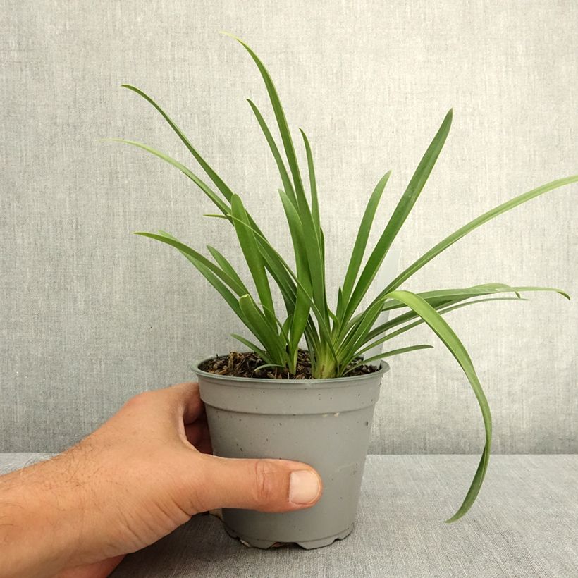 Exemplaar van Agapanthus Poppin' Pink - Afrikaanse lelie Pot van 12 cm / 13 cm zoals geleverd in de zomer