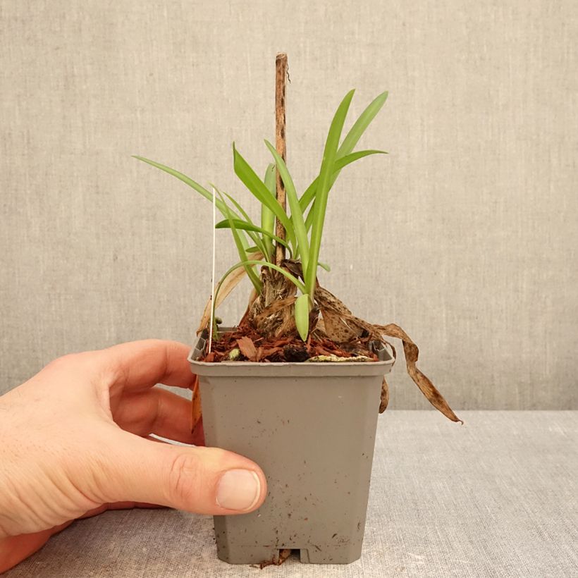 Exemplaar van Agapanthus  Star Poppin’ Star  - Afrikaanse lelie Kweekpotje van 8/9 cm zoals geleverd in de winter