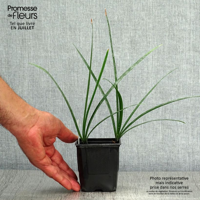 Exemplaar van Agapanthus Intermedius - Afrikaanse lelie Kweekpotje van 8/9 cm zoals geleverd in de zomer
