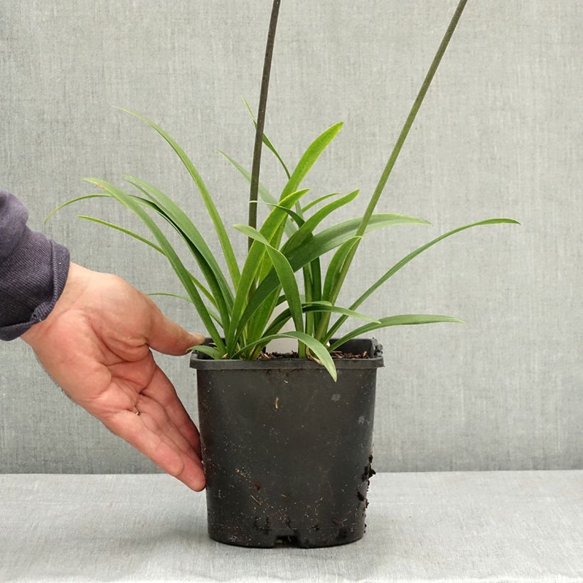 Exemplaar van Agapanthe Intermedius Pot de 4L/5L zoals geleverd in de zomer