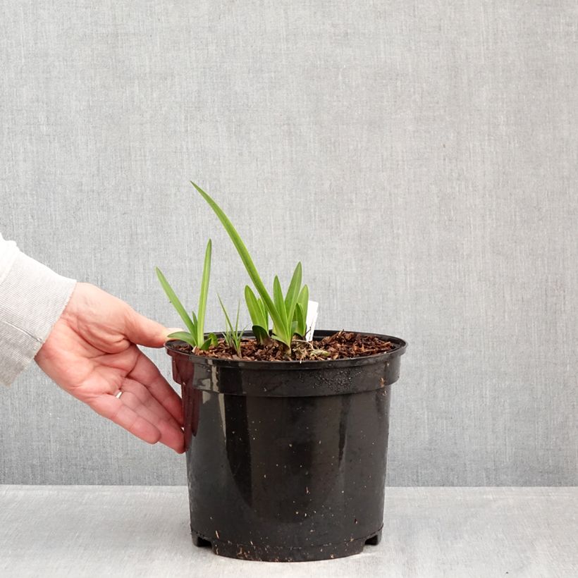 Exemplaar van Agapanthus Intermedius - Afrikaanse lelie Pot van 4 l/5 l zoals geleverd in de winter