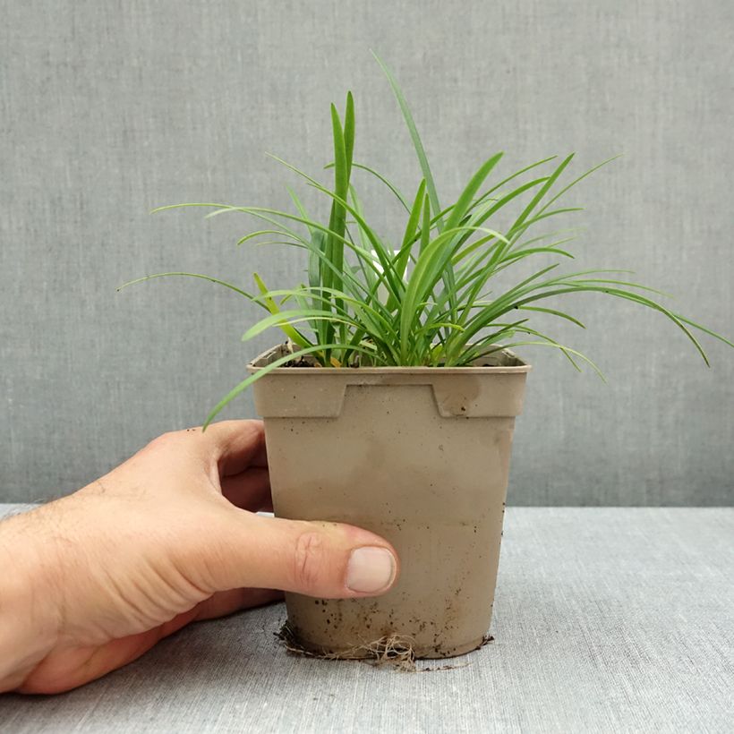 Exemplaar van Agapanthus Lapis Lazuli - Afrikaanse lelie Pot van 1 l/1,5 l zoals geleverd in de herfst