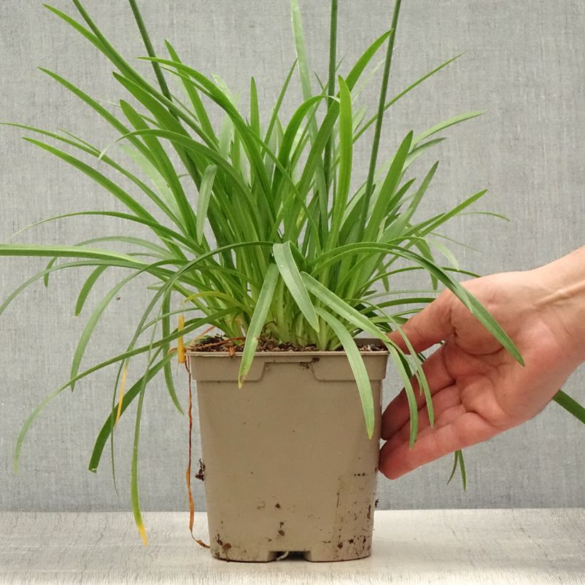 Exemplaar van Agapanthus Lapis Lazuli - Afrikaanse lelie Pot van 2 l/3 l zoals geleverd in de zomer