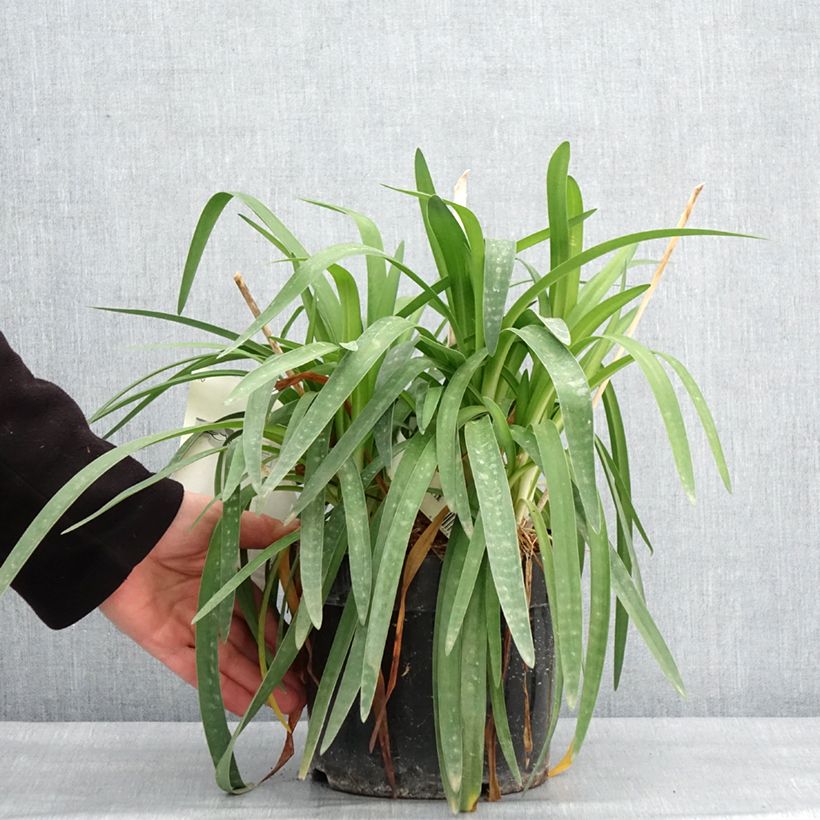 Example of Agapanthe Mi Casa Pot van 3 l/4 l as you get in hiver