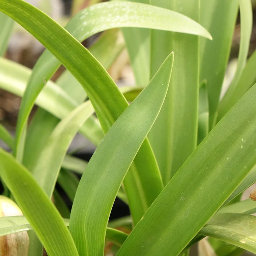 Agapanthus Midnight Sky - Afrikaanse lelie (Blad)