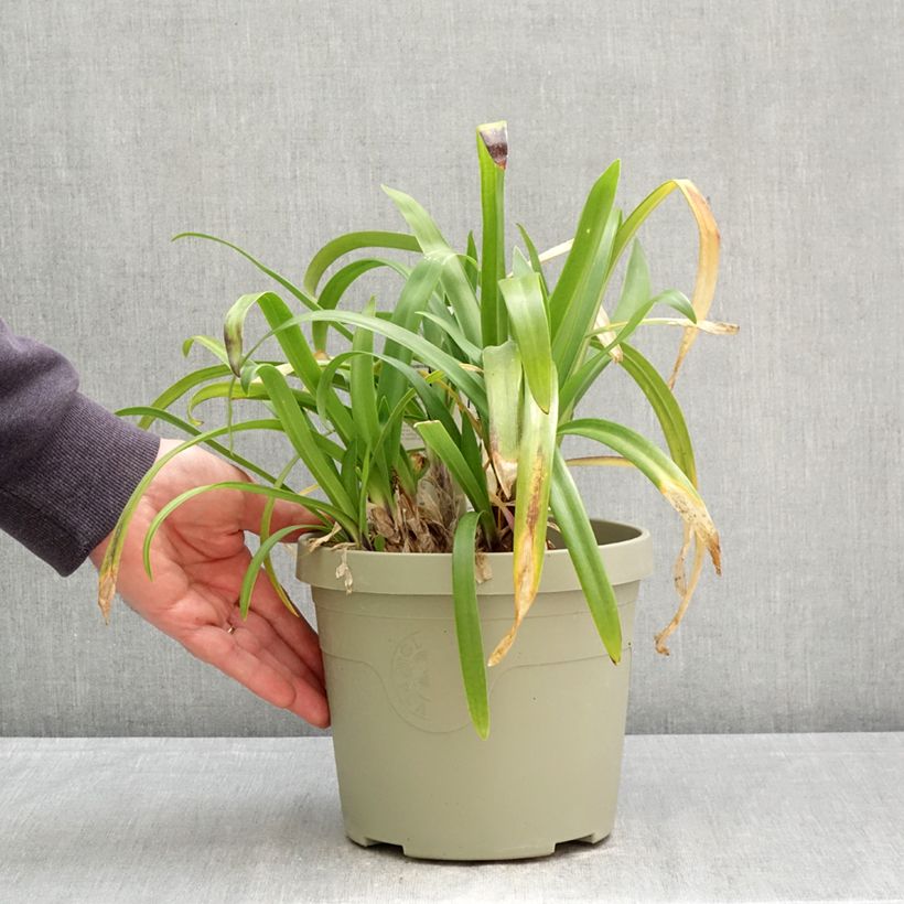 Exemplaar van Agapanthus Midnight Sky - Afrikaanse lelie Pot van 3 l/4 l zoals geleverd in de lente