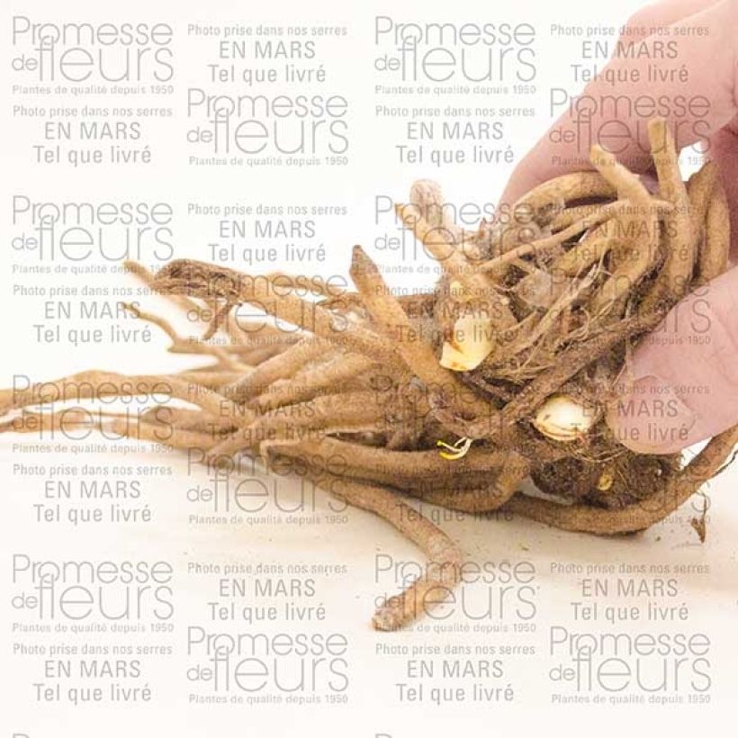 Example of Agapanthe Docteur Brouwer Stronk, 1–2 ogen as you get