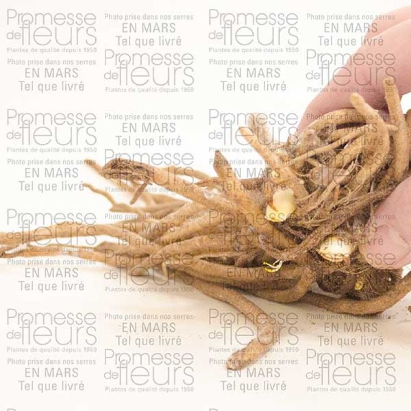 Voorbeeld van een exemplaar van Agapanthus Ice Lolly - Afrikaanse lelie Stronk, 1–2 ogen zoals geleverd