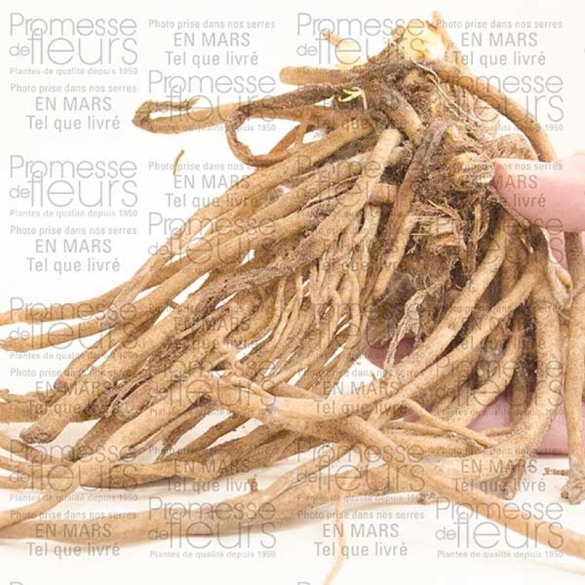 Voorbeeld van een exemplaar van Agapanthus Midnight Blue - Afrikaanse lelie Stronk, 1–2 ogen zoals geleverd