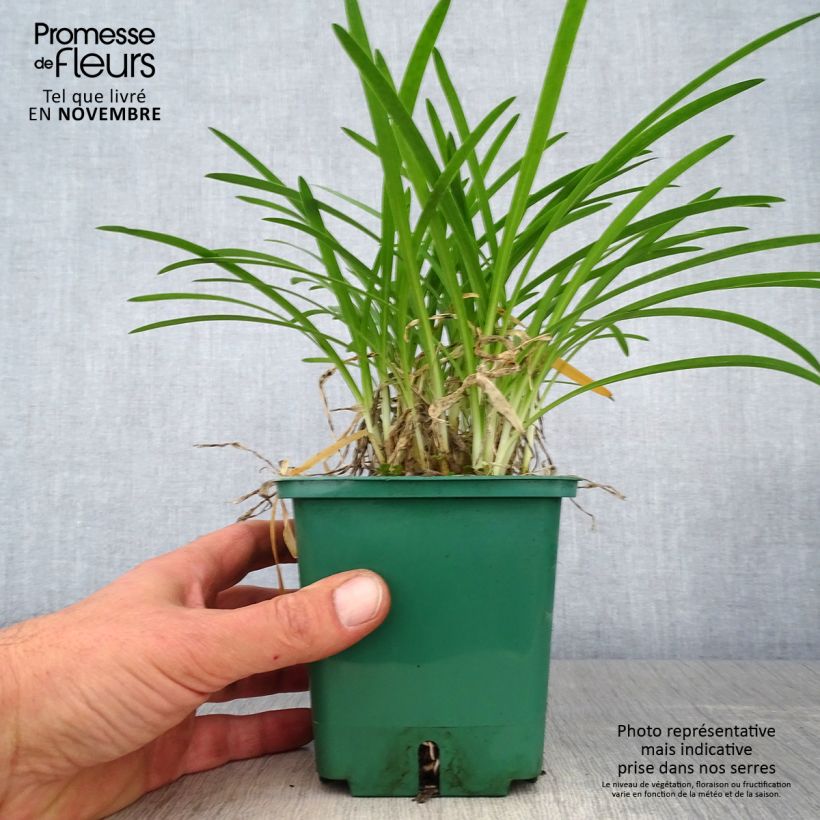 Exemplaar van Agapanthus Peter Pan - Afrikaanse lelie Pot van 1 l/1,5 l zoals geleverd in de herfst