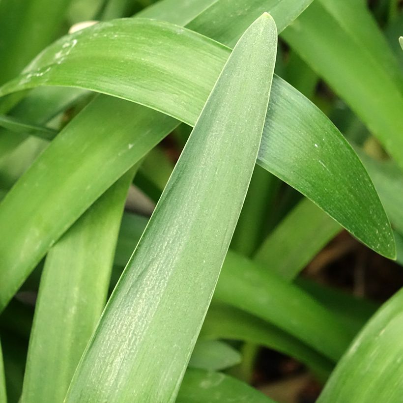 Agapanthus Phantom - Afrikaanse lelie (Blad)