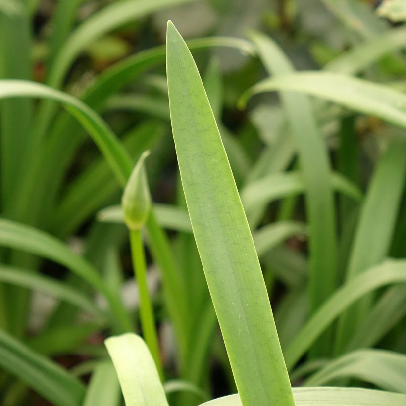 Agapanthus Pitchoune Violet - Afrikaanse lelie (Blad)