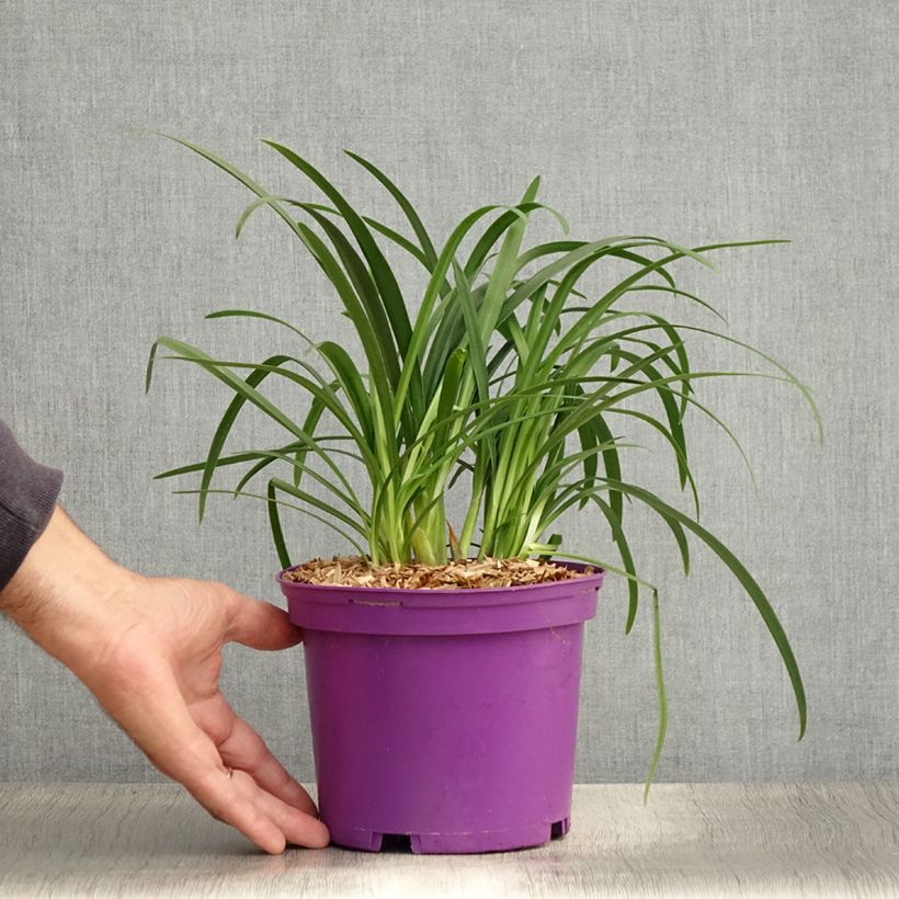 Exemplaar van Agapanthus Pitchoune Violet - Afrikaanse lelie Pot van 3 l/4 l zoals geleverd in de zomer