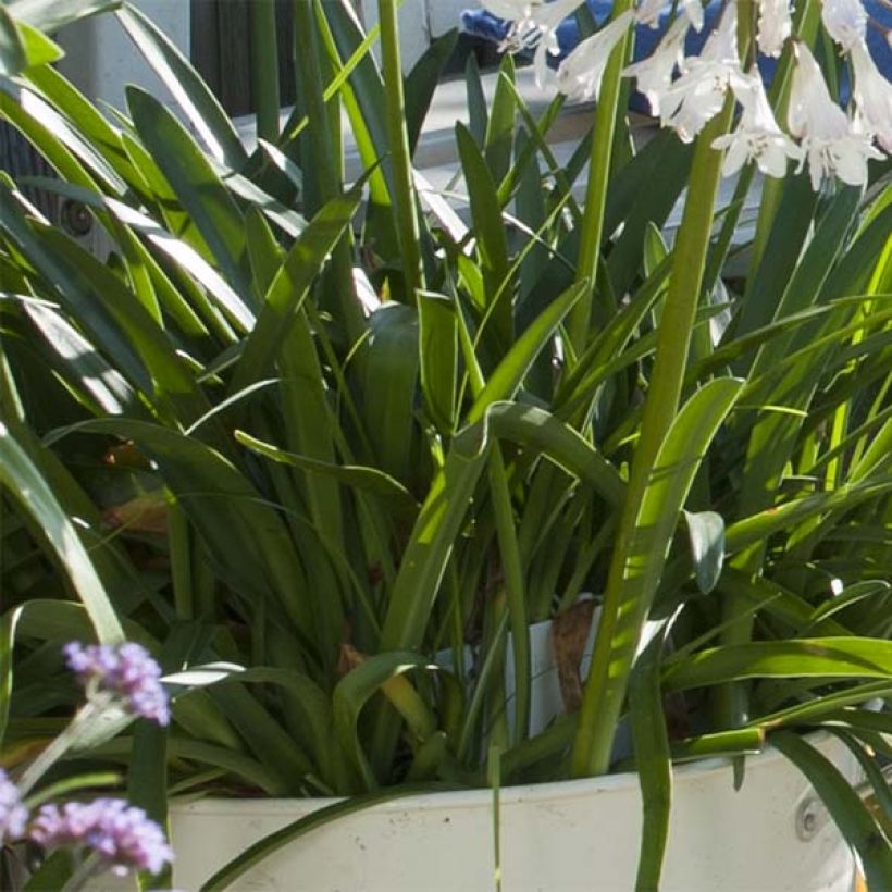 Agapanthus Polar Ice - Afrikaanse lelie (Foliage)