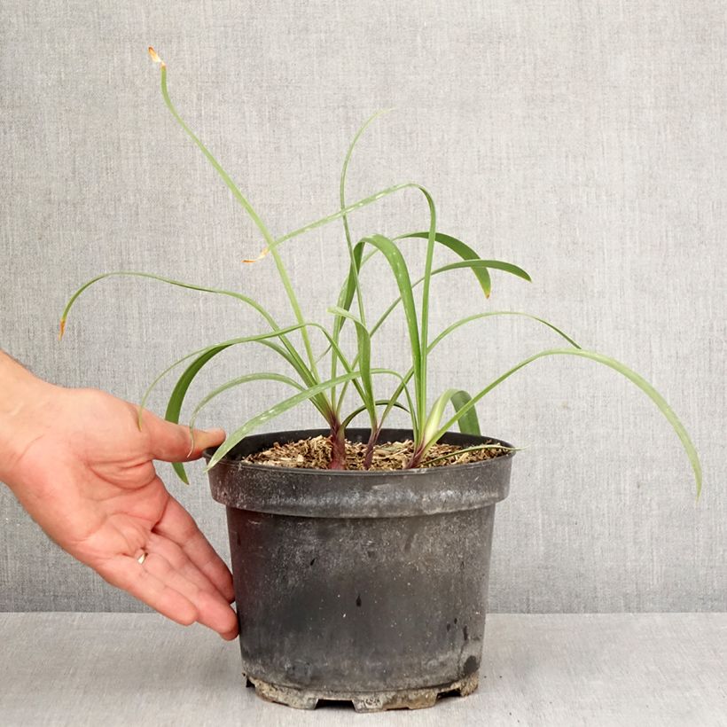 Exemplaar van Agapanthus Polar Ice - Afrikaanse lelie Pot van 2 l/3 l zoals geleverd in de herfst