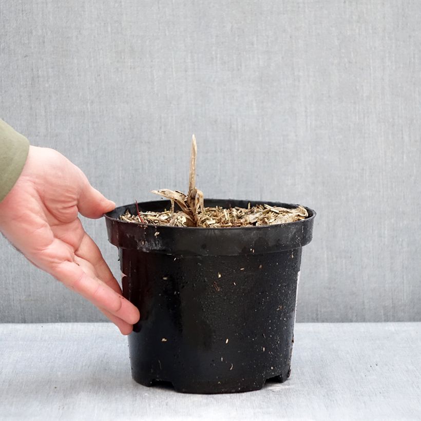 Example of Agapanthe Polar Ice Pot van 2 l/3 l as you get in hiver