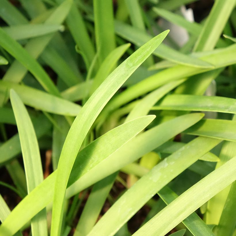 Agapanthus praecox Sofie - Afrikaanse lelie (Blad)