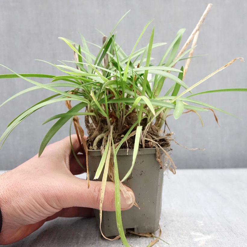 Example of Agapanthe praecox Sofie Kweekpotje van 8/9 cm as you get in hiver